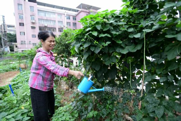 种菜“DNA”动了！广州都市版“开心农场”藏在这里……