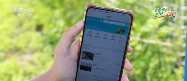 “田头小站”保障荔枝生长全生命周期 助力丰产丰收