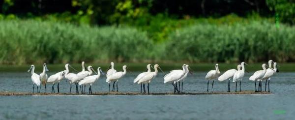 全国首个!深圳正式发布红树林保护成果 全国首个!深圳正式发布红树林保护成果