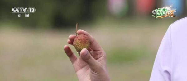 “田头小站”保障荔枝生长全生命周期 助力丰产丰收