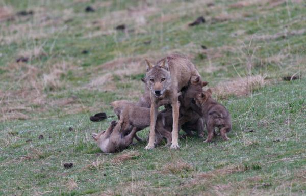 一只狼妈妈和七个小崽崽