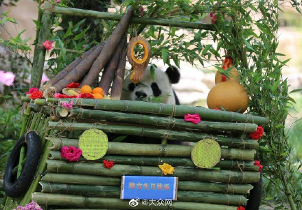 济南大熊猫“雅吉”9周岁啦！动物园精心打造“竹子蛋糕车”为其庆生