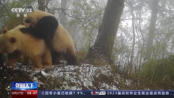 罕见！没有黑眼圈的大熊猫长啥样？