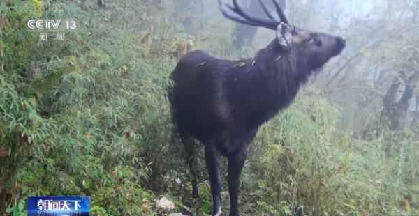 罕见!白色大熊猫正脸照首度公开 罕见!白色大熊猫正脸照首度公开