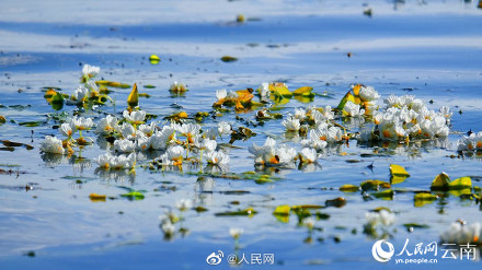 又是一年花开时！洱海的海菜花开了