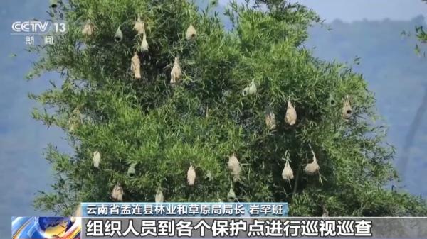 织布鸟扎堆“织”巢 700多个“小葫芦”挂满大榕树