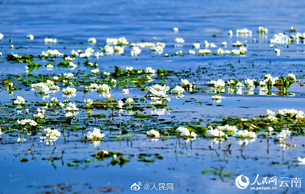 又是一年花开时！洱海的海菜花开了