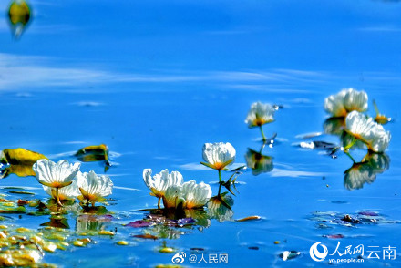 又是一年花开时！洱海的海菜花开了