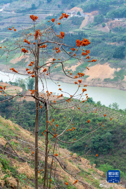贵州首次发现国家一级重点保护野生植物广西火桐