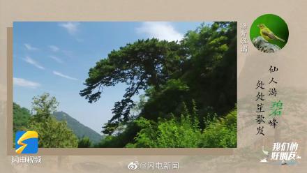 泰山发现370种野生鸟