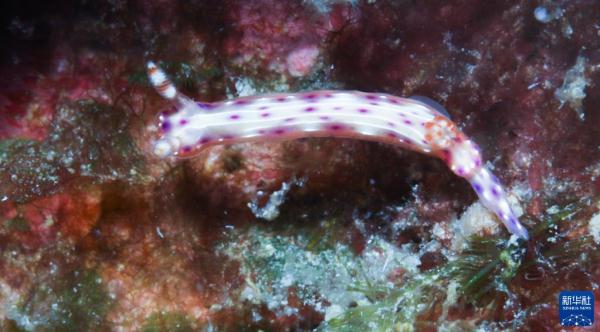 海南陵水：畅潜蔚蓝