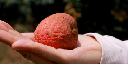 鸡蛋大的荔枝你见过吗