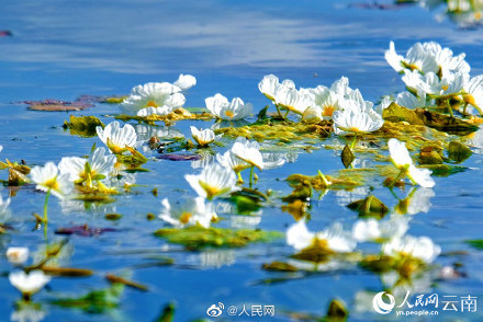 又是一年花开时！洱海的海菜花开了