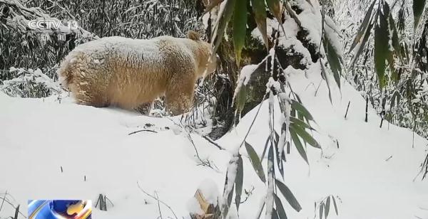 全球唯一，首次公布！