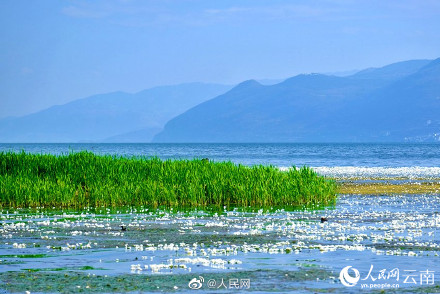又是一年花开时！洱海的海菜花开了