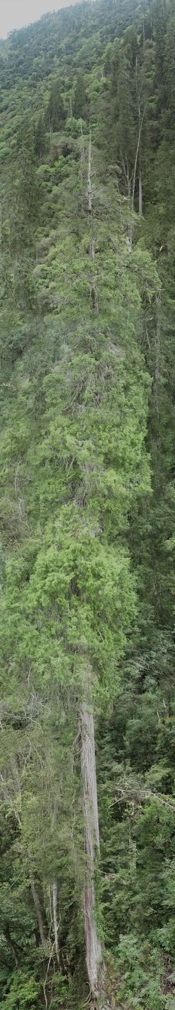 102.3米！中国发现亚洲第一高树