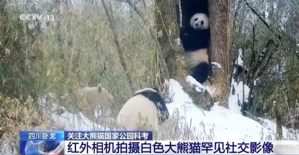 罕见！白色野生大熊猫完整影像首次公开，长这样→