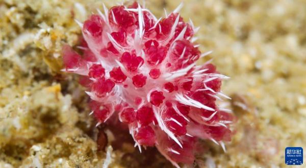 海南陵水：畅潜蔚蓝