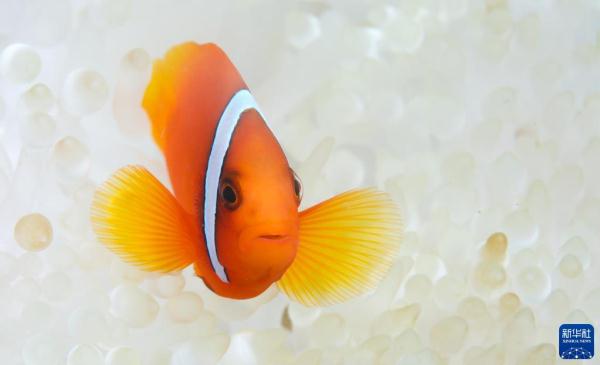 海南陵水：畅潜蔚蓝