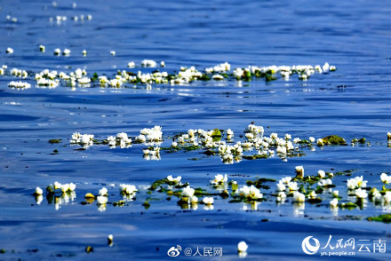 又是一年花开时！洱海的海菜花开了