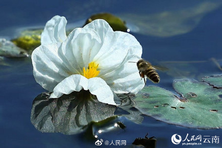 又是一年花开时！洱海的海菜花开了