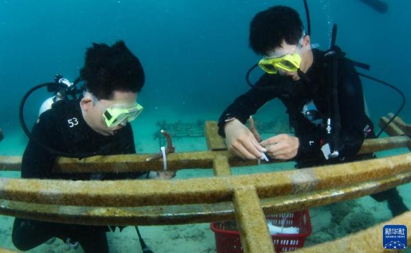 海南陵水：畅潜蔚蓝