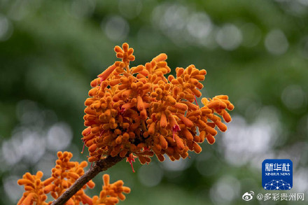 贵州首次发现国家一级重点保护野生植物广西火桐