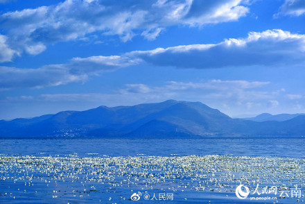 又是一年花开时！洱海的海菜花开了