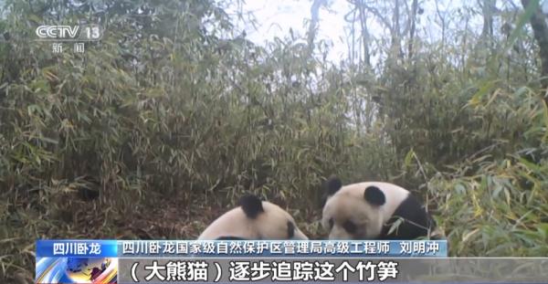 国宝“卸妆”什么样？罕见白色野生大熊猫完整影像首公开