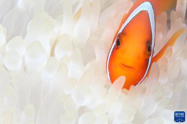 海南陵水：畅潜蔚蓝