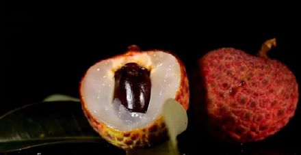 鸡蛋大的荔枝你见过吗