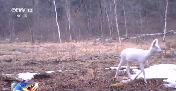 全球唯一，首次公布！