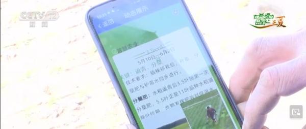 一亩田“减肥”又增收 种植户感受智慧化种田“乐趣”
