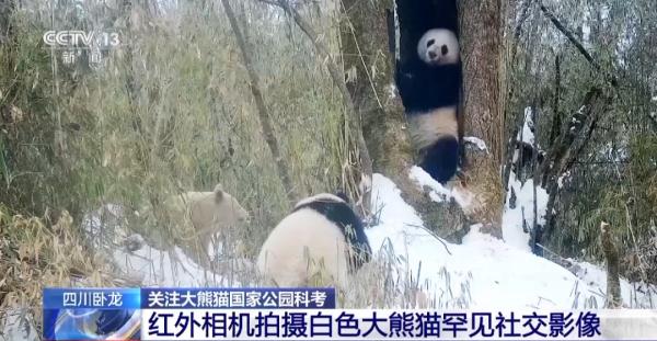 罕见！没有黑眼圈的大熊猫长啥样？