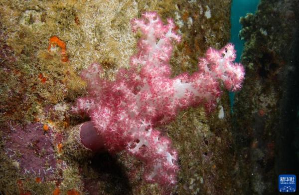 海南陵水：畅潜蔚蓝