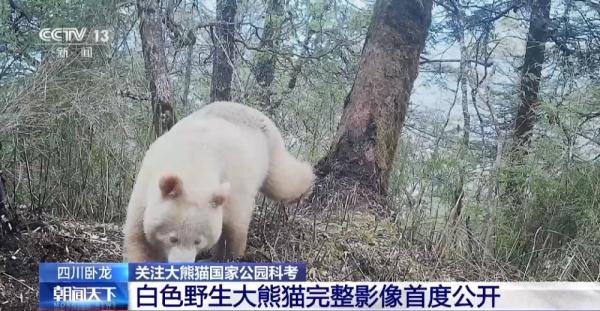 国宝“卸妆”什么样？罕见白色野生大熊猫完整影像首公开