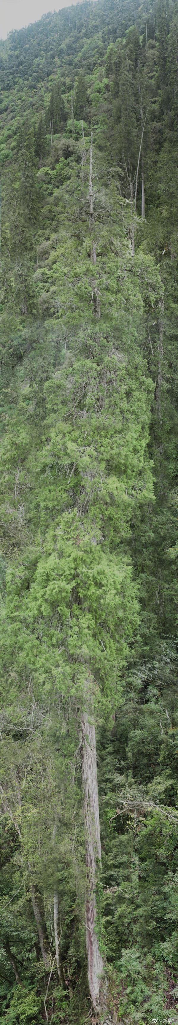 青藏高原树木种类图片