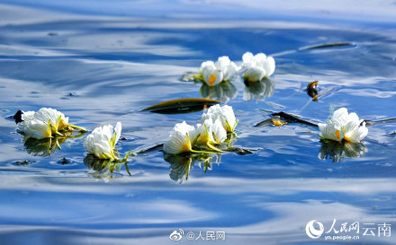 又是一年花开时！洱海的海菜花开了