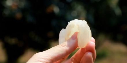 鸡蛋大的荔枝你见过吗