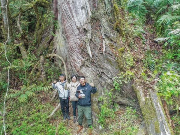 真·长图！西藏102.3米“高树”刷新亚洲纪录