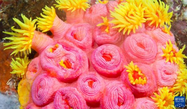 海南陵水：畅潜蔚蓝