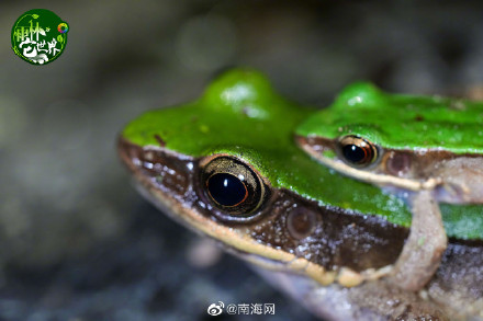 在海南热带雨林里“蛙呀蛙”