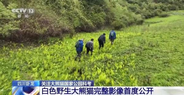 快看！白色大熊猫长这样——