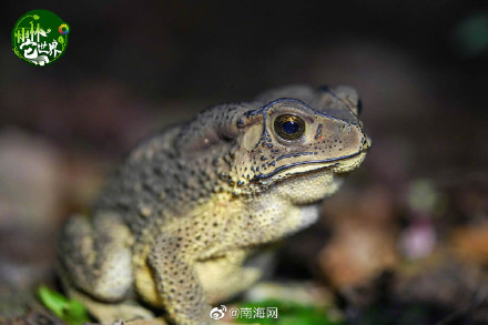 在海南热带雨林里“蛙呀蛙”
