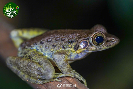 在海南热带雨林里“蛙呀蛙”