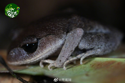 在海南热带雨林里“蛙呀蛙”