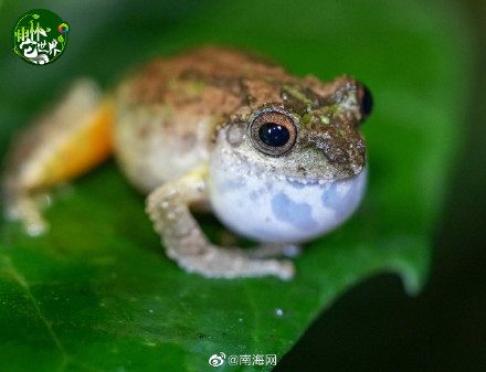 在海南热带雨林里“蛙呀蛙”
