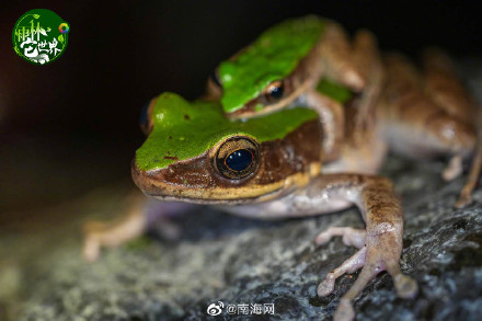 在海南热带雨林里“蛙呀蛙”