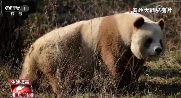 我国白色野生大熊猫完整影像首度公开 暂未发现明显健康问题