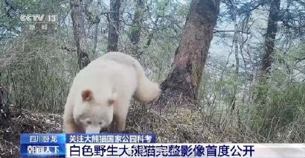 罕见！白色大熊猫影像首度公开